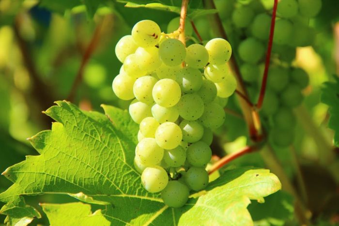 Salon des vignerons bio de Rhône-Alpes : raisins blancs