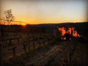 Vignerons bio d'Auvergne Rhône Alpes : feu dans les vignes pour éviter le gel