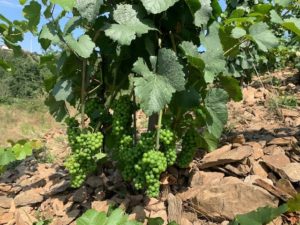 Vignerons bio d'Auvergne Rhône Alpes : taille des vignes
